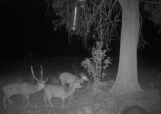 Feral deer, including a stag, captured at night on an Xterminator surveillance camera in southern NSW