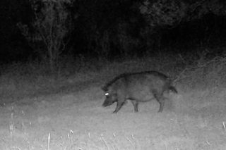 Feral pig captured at night on an Xterminator surveillance camera in the Southern Tablelands, NSW