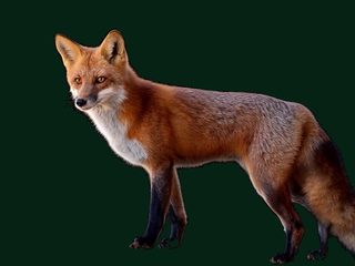 Red fox, a feral pest controlled by Xterminator Feral Solutions in southern NSW